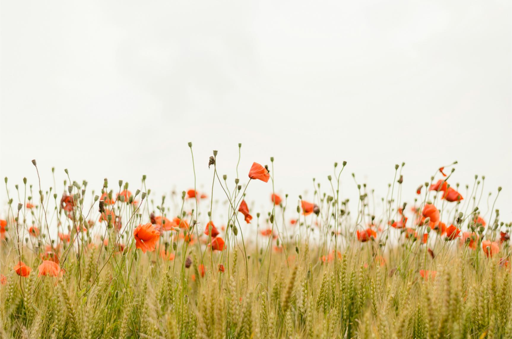 Landscape 2