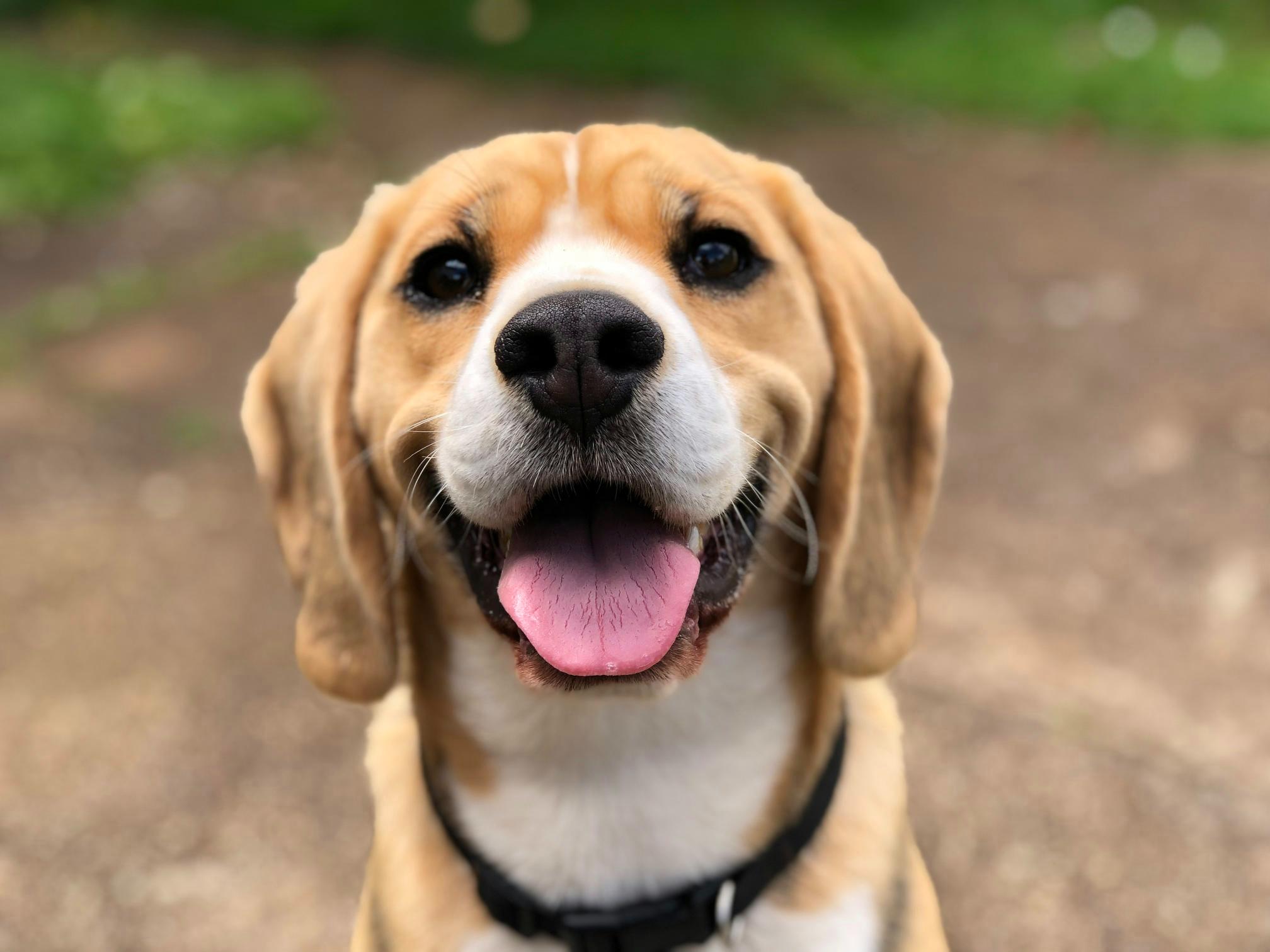 Sample image 2 - Dog
